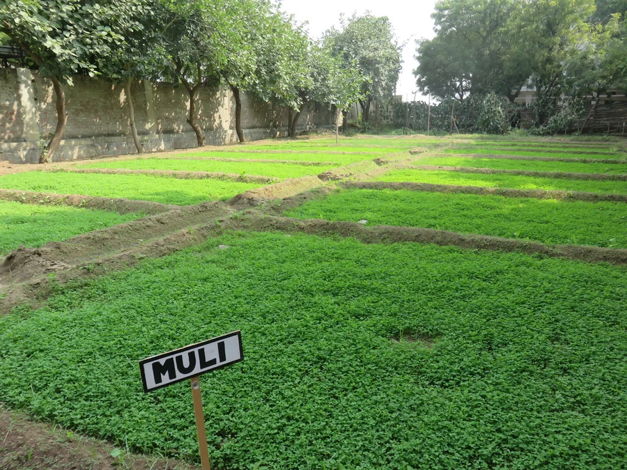 lucerne grass with mooli on borders 1200